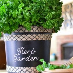 Making an Herb Garden from Upcycled / Repurposed Bucket